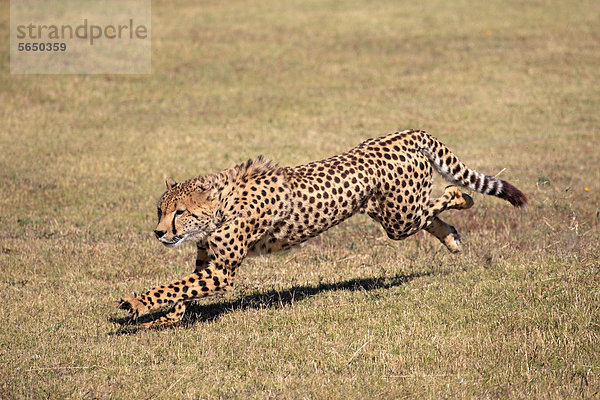 Gepard (Acinonyx jubatus)  adult  jagend  rennend  Südafrika  Afrika
