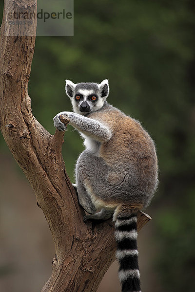 Katta (Lemur catta)  adult  Baum  Madagaskar  Afrika