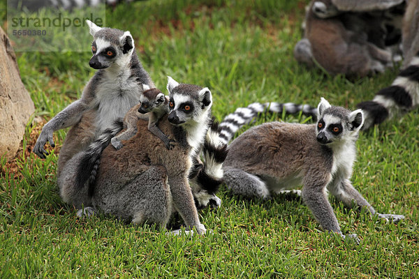 Kattas (Lemur catta)  Gruppe mit Jungtier  am Boden  Madagaskar  Afrika