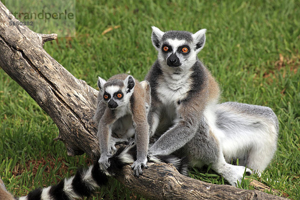 Katta (Lemur catta)  Muttertier mit Jungtier  Madagaskar  Afrika
