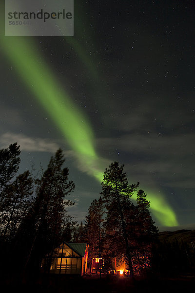 Beleuchtetes Zelt  Hütte  grüne Polarlichter  Aurora Borealis  Fichten  in der Nähe von Whitehorse  Yukon Territory  Kanada