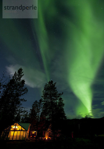 Beleuchtetes Zelt  Hütte  grüne Polarlichter  Aurora Borealis  Fichten  in der Nähe von Whitehorse  Yukon Territory  Kanada