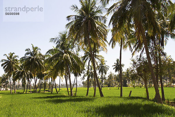 Indien  Blick auf das Reisfeld