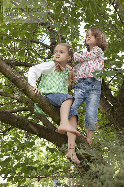 Mädchen klettern auf den Baum