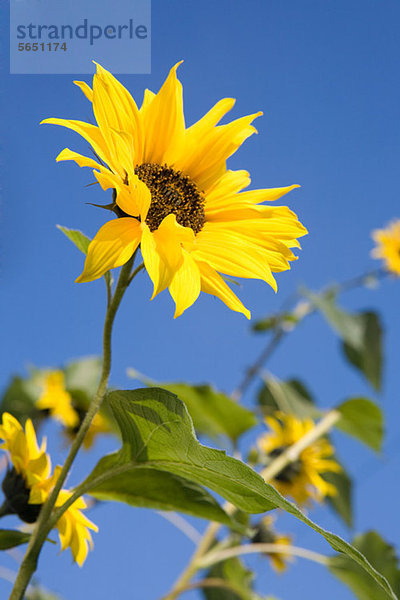 Sonnenblumen gegen blauen Himmel