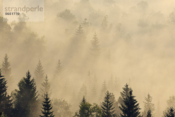 Deutschland  Bayern  Oberbayern  München  Blick in den Nebelwald bei Tagesanbruch