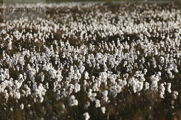 Irland  County Donegal  Blick auf Baumwollgras
