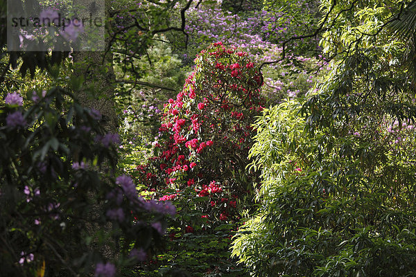 Irland  Leinster  Grafschaft Fingal  Blick auf Rhododendrongärten