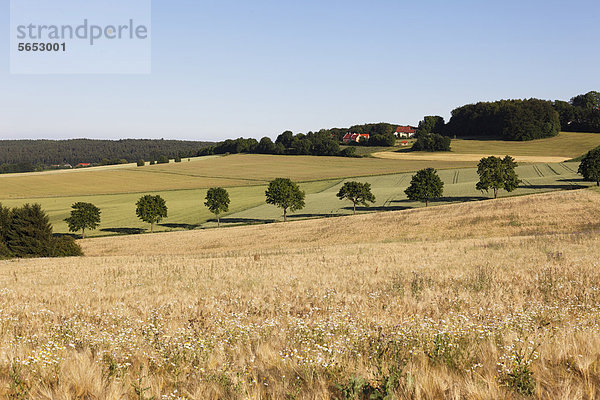 Deutschland  Bayern  Blick auf Getreidefeld bei Beratzhausen