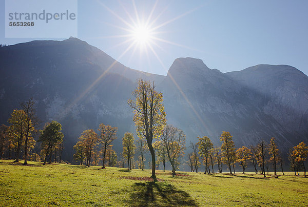 Österreich  Tirol  Blick auf das Karwendelgebirge mit Bergahorn