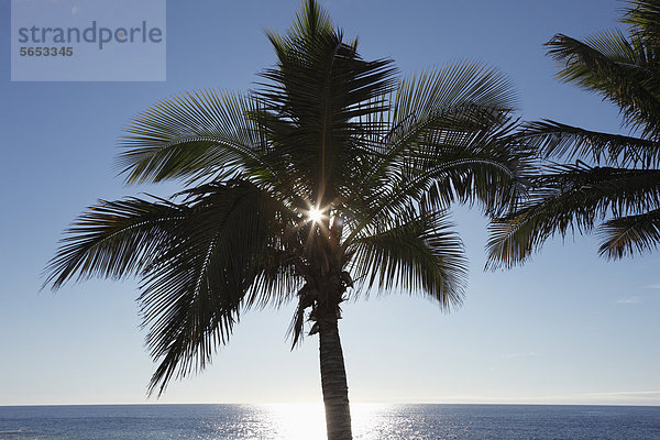 Spanien  Kanarische Inseln  La Palma Blick auf Palmen am Strand