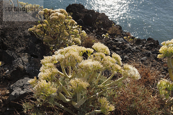 Spanien  Kanarische Inseln  La Palma  Blick auf Euphorbia mit Samen