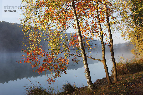 Deutschland  Bayern  Ellertshauser See  Blick auf nebligen See mit Bäumen