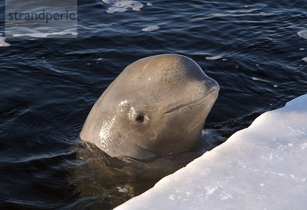 Beluga oder Weißwal (Delphinapterus leucas)  Weißes Meer  Karelien im Norden Russlands  Arktis