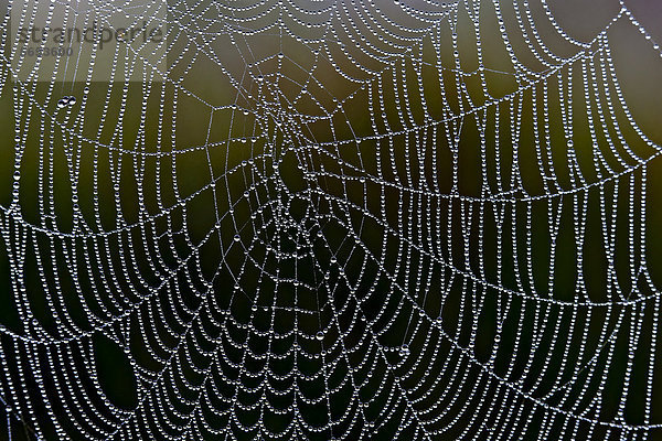 Spinnennetz mit Wassertropfen  Federsee  bei Bad Buchau  Baden-Württemberg  Deutschland  Europa