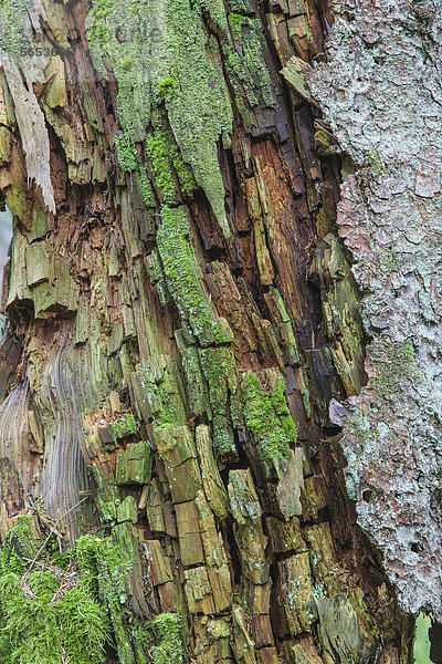 Rinde  Baumstamm  alte Fichte (Picea abies)  in Bannwald  bei Steinhausen  Baden-Württemberg  Deutschland  Europa