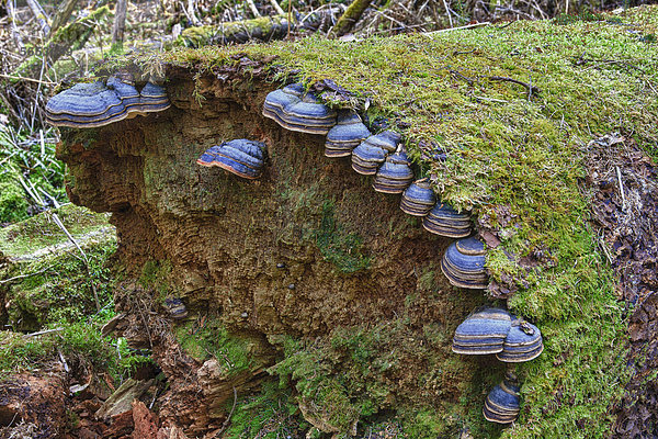 Fichtenporlinge (Fomitopsis pinicola) an Baumstamm  in Bannwald  bei Steinhausen  Baden-Württemberg  Deutschland  Europa