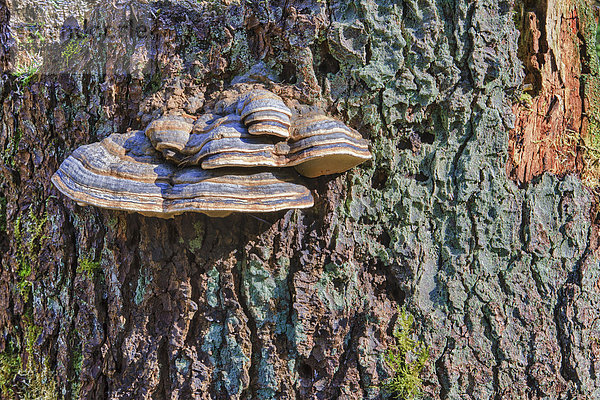 Fichtenporlinge (Fomitopsis pinicola) an Baumstamm  in Bannwald  bei Steinhausen  Baden-Württemberg  Deutschland  Europa