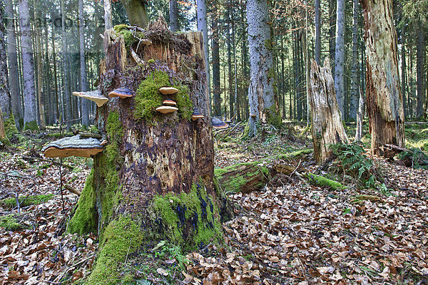 Fichtenporlinge (Fomitopsis pinicola) an Baumstamm  in Bannwald  bei Steinhausen  Baden-Württemberg  Deutschland  Europa