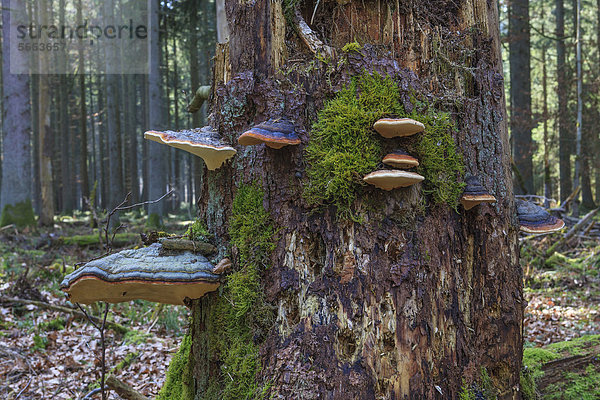 Fichtenporlinge (Fomitopsis pinicola) an Baumstamm  in Bannwald  bei Steinhausen  Baden-Württemberg  Deutschland  Europa