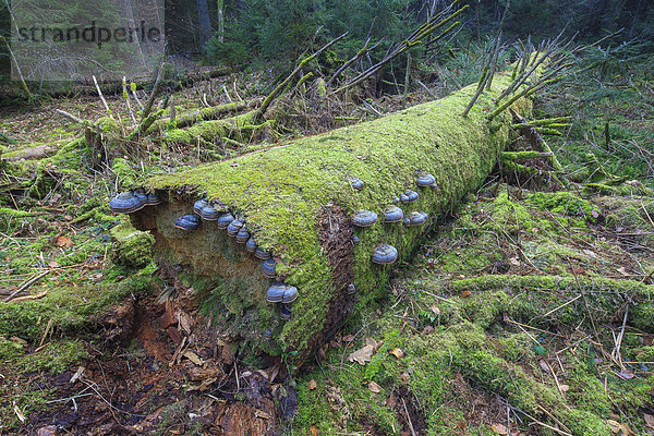 Fichtenporlinge (Fomitopsis pinicola) an Baumstamm  in Bannwald  bei Steinhausen  Baden-Württemberg  Deutschland  Europa