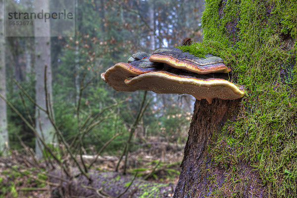 Fichtenporlinge (Fomitopsis pinicola) an Baumstamm  Moos  Fichtenwald  Bannwald  bei Steinhausen  Baden-Württemberg  Deutschland  Europa