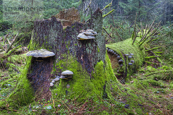 Fichtenporlinge (Fomitopsis pinicola)  Baumstamm  Moos  Fichtenwald  Bannwald  bei Steinhausen  Baden-Württemberg  Deutschland  Europa