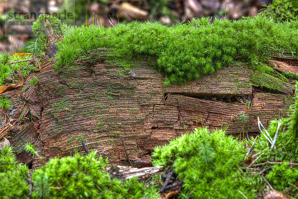 Baumstamm mit Moos  Fichtenwald  Bannwald  bei Steinhausen  Baden-Württemberg  Deutschland  Europa