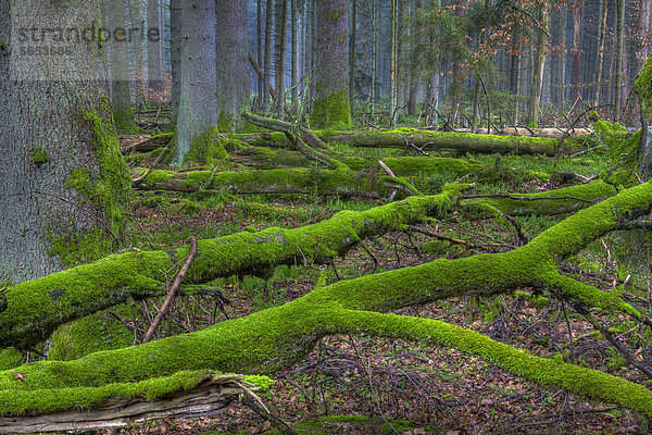 Baumstämme  Moos  Fichtenwald  Bannwald  bei Steinhausen  Baden-Württemberg  Deutschland  Europa