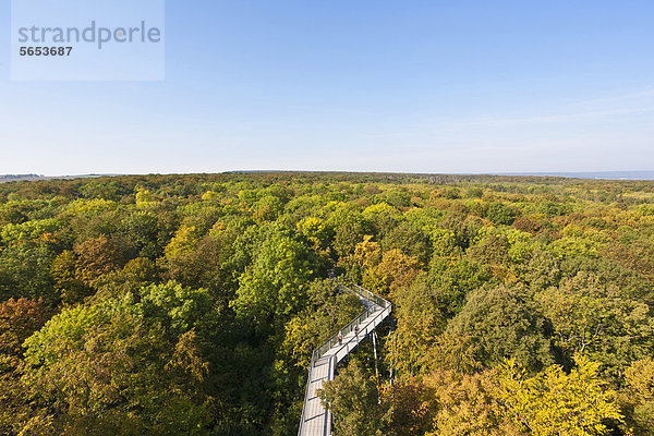 Deutschland  Thüringen  Hainich  Blick auf den Nationalpark Hainich