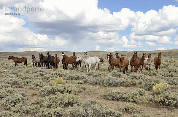Pferdeherde an der State Road 230  Wyoming  USA