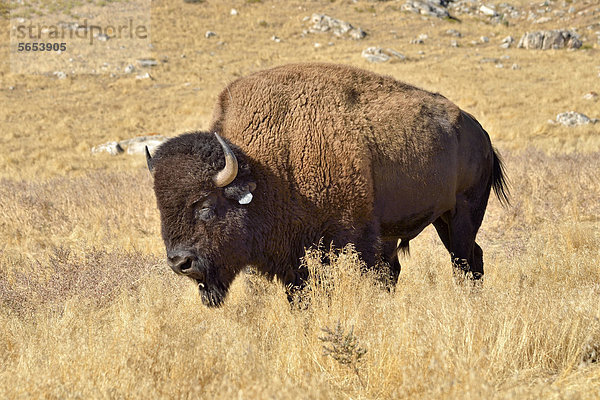 Amerikanischer Bison (Bison bison)  Hot Springs Park  Thermopolis  Wyoming  USA