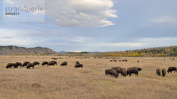 Bisonherde (Bison bison)  Elk Ranch Flats  Grand Teton National Park  Wyoming  USA