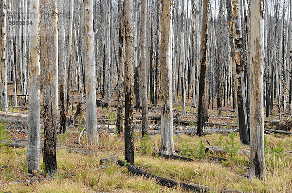 Von einem Waldbrand geschädigte Kiefern (Pinus sp.)  Sylvan Pass  Yellowstone National Park  Wyoming  USA