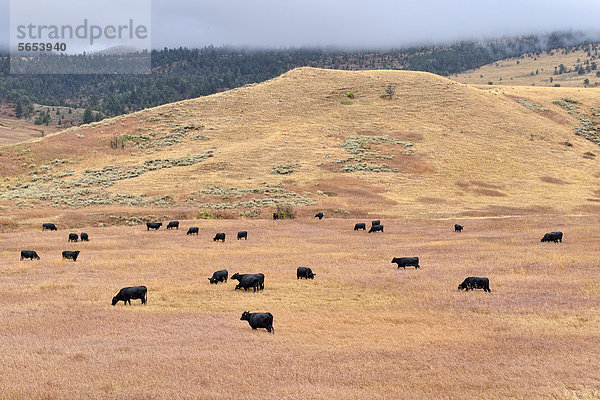 Schwarze Rinder beim Weiden  Dead Indian Pass  State Road 296  Wyoming  USA