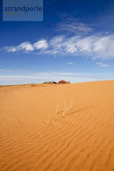 Verdörrte Pflanze auf einer Sanddünen  hinten die Gilson Buttes  San Rafael Wüste  Süd-Utah  USA