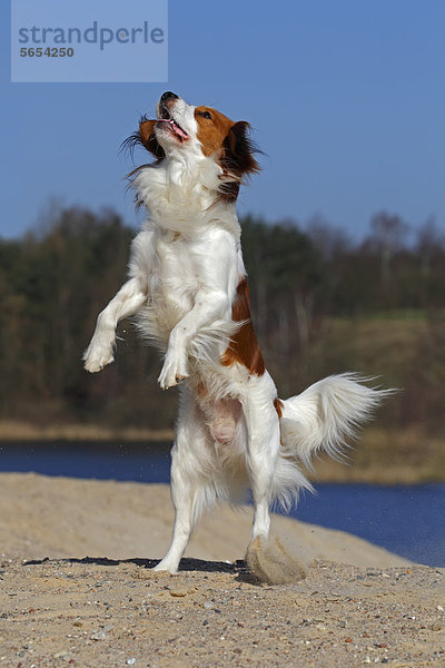 Kooikerhondje (Canis lupus familiaris)  junger Rüde springt hoch