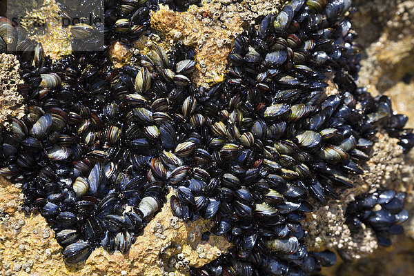 Blue mussels (Mytilus edulis)  Algarve  Portugal  Europe