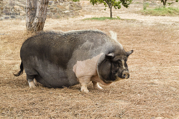 Hängebauchschwein (Sus scrofa domestica)  Portugal  Europa