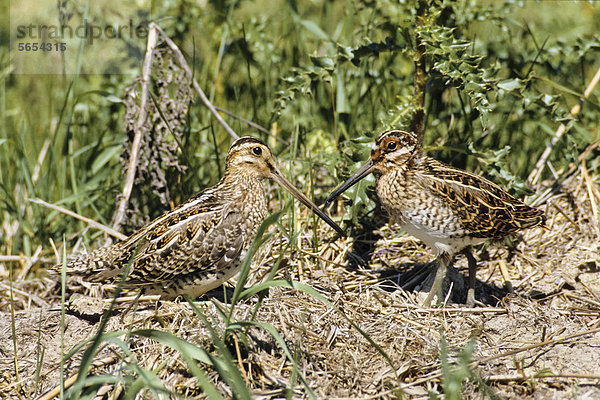 Bekassine (Gallinago gallinago)  mit Jungvogel  Vogel des Jahres 2013  Deutschland  Europa Nabu Vogel des Jahres 2013