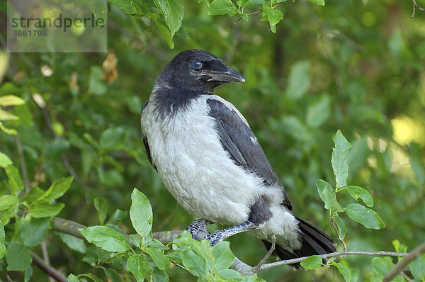 Nebelkrähe (Corvus cornix)  Jungvogel  Yermarkov-Insel  Ukraine  Osteuropa  Europa