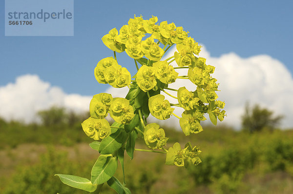 Wolfsmilchgewächs (Euphorbia agraria)  Ukraine  Osteuropa