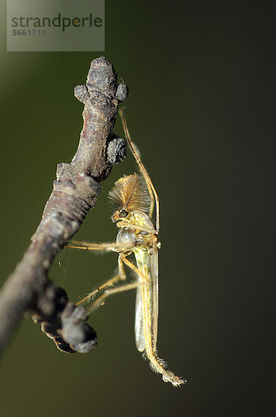 Zuckmücke (Chironomus plumosus)  Männchen  nicht-stechende Mücke  Ukraine  Osteuropa  Europa