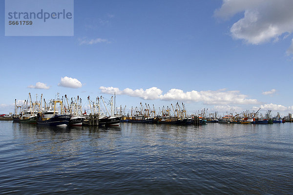 Hafen mit Fischerbooten  Lauwersoog  Nationalpark Lauwersmeer  Holland  Niederlande  Europa