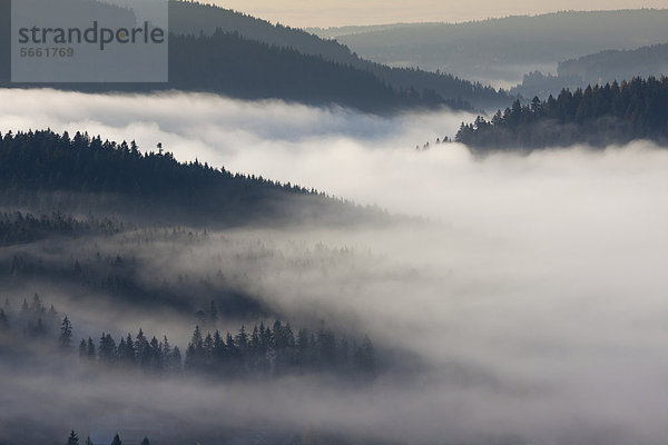 Nebel im Schwarzwald über dem Schluchsee  Breisgau-Hochschwarzwald  Baden-Württemberg  Deutschland  Europa