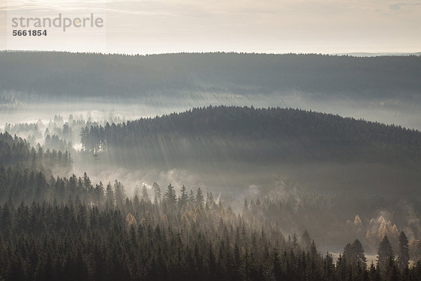Wald mit Nebelschwaden im Morgenlicht  Schwarzwald  Breisgau-Hochschwarzwald  Baden-Württemberg  Deutschland  Europa