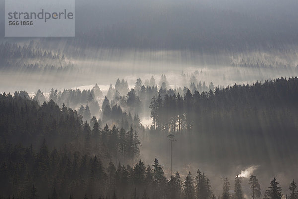 Wald mit Nebelschwaden im Morgenlicht  Schwarzwald  Breisgau-Hochschwarzwald  Baden-Württemberg  Deutschland  Europa