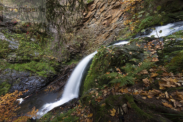 Wasserfall in der Ravennaschlucht im Herbst  Breisgau-Hochschwarzwald  Baden-Württemberg  Deutschland  Europa