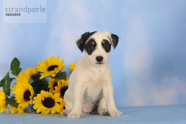 Parson Russell Terrier sitzt neben Sonnenblumen