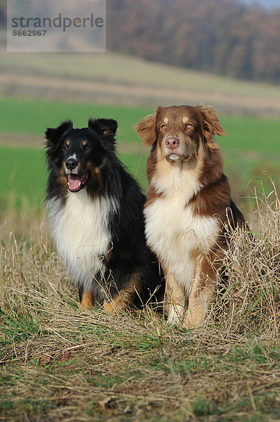 Australian Shepherd und Shetland Sheepdog  Sheltie
